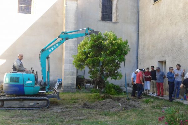 Transplant des arbres à l’emplacement du futur plan incliné reliant Sanctuaire et futur musée